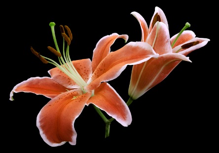 Lilies